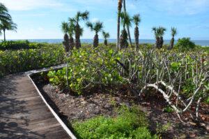 Bougainvillea beach access